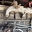 cummins-855-image-46