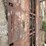 serco-8500-image-20