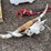 #6016-•-long-horn-skull-and-wall-mount-long-horns-image-1