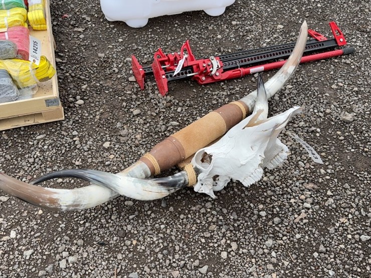 #6016-•-long-horn-skull-and-wall-mount-long-horns-image-1