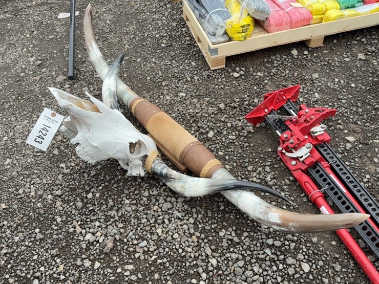 #6016-•-long-horn-skull-and-wall-mount-long-horns-image-3