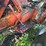 (inop)-allis-chalmers-farm-tractor-image-36