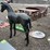 #6077-•-52"-metal-colt-statue-image-2