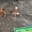 #6072-•-weather-vane-image-1