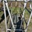 show-cattle-fitting-chute-4112-image-11