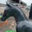 #6077-•-52"-metal-colt-statue-image-5