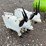 #6074-•-qty(2)-metal-goats-image-1