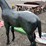 #6077-•-52"-metal-colt-statue-image-4