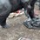 #6020-•-metal-bear-statue-image-8