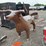 #6040-•-metal-bull-smoker-image-2