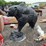 #6020-•-metal-bear-statue-image-1
