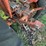 (inop)-allis-chalmers-farm-tractor-image-39