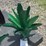 #274-•-metal-art---small-aloe-plant-image-1