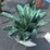 #281-•-metal-art---small-aloe-plant-image-1