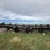 2004-case-ih-2062-image-9