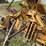 arps-730-image-4