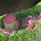2025-case-ih-md92-image-8