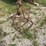antique-hay-fork-image-1
