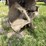 ferguson-3pt-ditcher,-very-low-use,-540pto-image-5