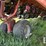2015-case-ih-1265-image-14