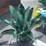 #277-•-metal-art---small-aloe-plant-image-1