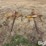 king-kutter-3-prong-bale-spears-image-2