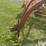 new-holland-258-image-10