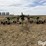 2015-claas-liner-2900-image-2
