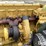 caterpillar-3126-image-20