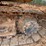 2015-caterpillar-311-flrr-image-8