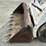 bobcat-530-image-5