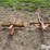 king-kutter-3-prong-bale-spears-image-6