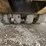 1980-hyster-c617-image-15