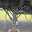 1978-trao-40'-extendable-high-flat-t/a-trailer-image-10