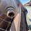 mayrath-10x60-image-15