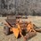 dakon-reel-type-rock-picker-image-1