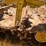 caterpillar-d4-image-35
