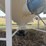meridian-5000-bushel-hopper-bin-with-fan,-this-bin-is-designed-for-fertalizer,-however-it-has-never-had-fertilizer-in-it.-grain-only.-excellent-condition-image-12