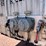 2015-eby-livestock-trailer-image-9