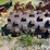 66”-x-49”-padfoot-shell-kit-image-2