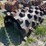 66”-x-49”-padfoot-shell-kit-image-3