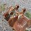 strickland-24"-backhoe-bucket-image-11