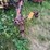 new-holland-479-image-4