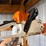 stihl-ms251c-chainsaw-image-4