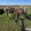 hesston-3980-image-2