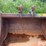 gannon-36”-backhoe-bucket-image-10