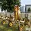 tebben-6-row-cultivator-image-13