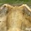 poly-grain-auger-hoppers-image-10