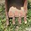 geith-580sn-18"-loader-backhoe-bucket-image-13