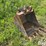 case-new-holland-24”-backhoe-bucket-image-3